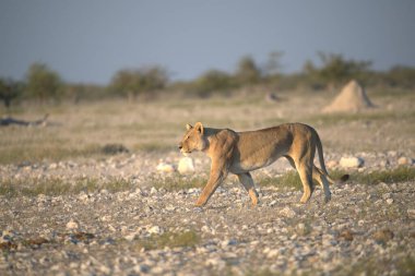 Çölde yürüyen vahşi bir dişi aslan.