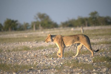 Afrika bozkırında vahşi bir aslan.