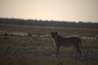 Vahşi doğada dişi aslan.