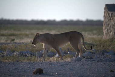 Afrika aslanı Kruger Ulusal Parkı, Güney Afrika