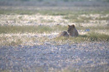 Kenya bozkırında vahşi aslanlar
