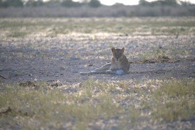 Kruger Park 'taki aslan.