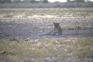 Kenya savanındaki aslan