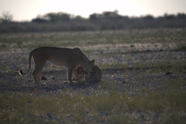 Etoşa Ulusal Parkı 'nda bir aslan.