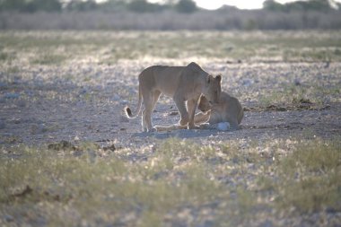 Etoşa, namibya 'da yürüyen genç bir aslan