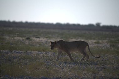 Kenya savanındaki aslan