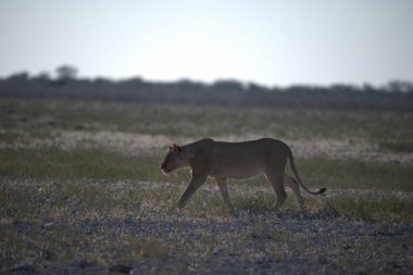 Akşam güneşinde Kenya bozkırında dişi aslan.