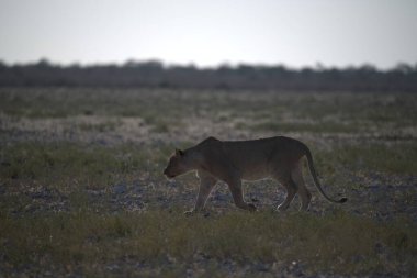 Kenya bozkırında vahşi bir aslan