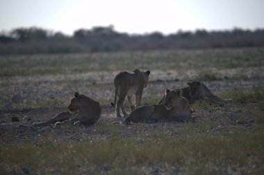 Namibya bozkırında bir grup aslan.