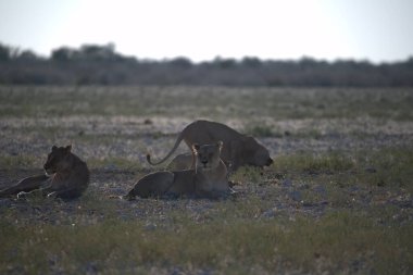 Afrika 'daki savanada kuru çalılarda yürüyen aslanlar.