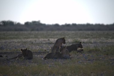 Namibya 'da Etoşa' da aslan