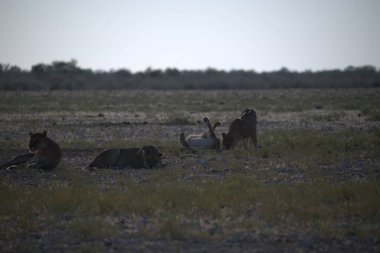 Çöldeki bir grup vahşi hayvan.