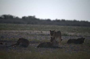 Kenya savanındaki aslanlar