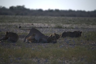 Savanadaki bir grup aslan.