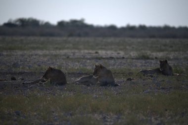 Aslanlar Savannah bir çift