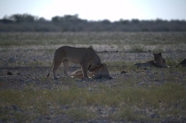 Savanadaki bir grup aslan.