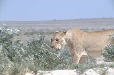Etoşa Ulusal Parkı, Namibya, Afrika 'da dişi bir aslan (panthera leo)