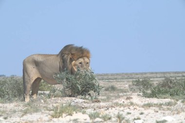 Çölde yürüyen aslan, etosha, namibya