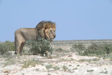 Etkin Milli Parkı, Namibya, Afrika'da aslan