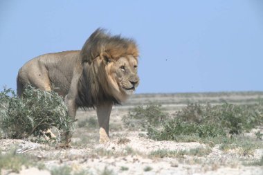 Çöldeki erkek aslan