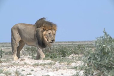 Kenya savanındaki Afrika aslanı.