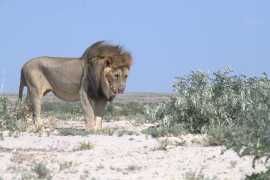 Etoşa 'nın kumlarında yürüyen bir aslan.