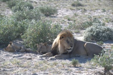 Aslanlar etkin Ulusal Parkı
