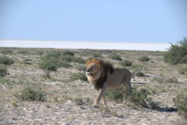 Erkek bir aslan sabah kuru çölde yürür.