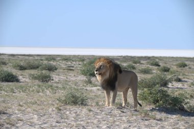 Etoşa Milli Parkı 'nın güzel manzarası