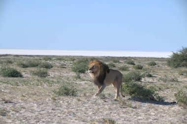 Afrika savanındaki aslan.