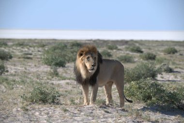 Aslan etkin ulusal park, Namibya