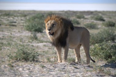 Erkek aslan Namibya 'da kumda yürüyor.