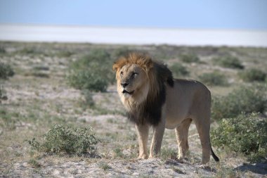 Afrika, Kenya savanındaki Afrika aslanı