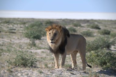 Afrika 'da etonamibia aslanı