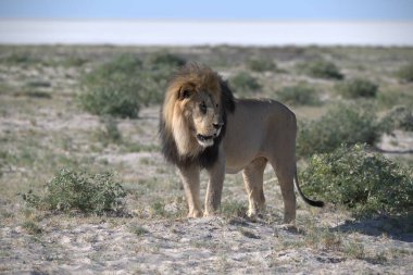 Çöldeki aslan