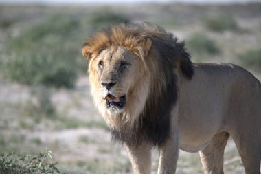 Doğadaki Afrika aslanı.