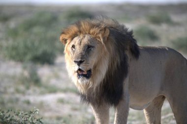 Aslan erkek portresi, panthera leo, erkek