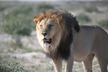 Afrika aslanının gün içinde kuru bir çimenlikteki yakın çekimi.