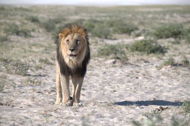 Çöldeki aslan