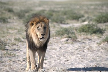 Namibya, Afrika 'da aslan