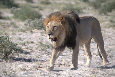 Etoşa 'da bir erkek aslan.