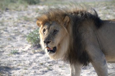 Kenya savanındaki aslan