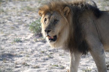 Afrika 'da Namibya' da çölde aslan