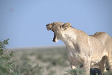 Kenya savanındaki aslan