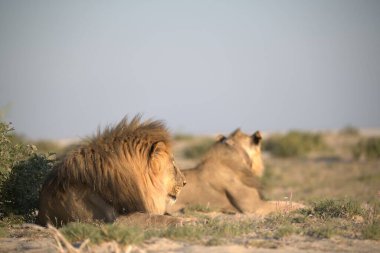 Aslan etkin ulusal park, Namibya