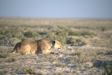 Gündüz vakti savanadaki erkek aslanın güzel bir görüntüsü.