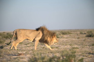 Afrika, Namibya 'da vahşi Afrika aslanı (panthera leo)