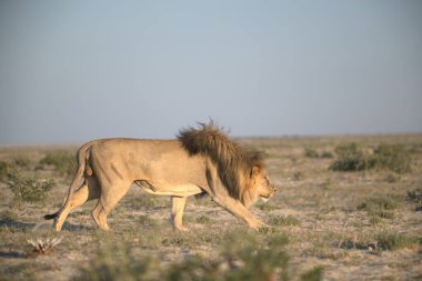 Namibya 'daki Etoşa Milli Parkı' nda vahşi bir aslan.