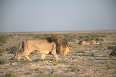 Namibya bozkırında aslanlar