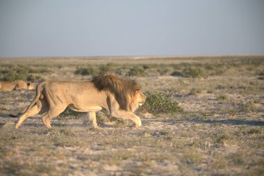 Vahşi bir aslan, savannah.